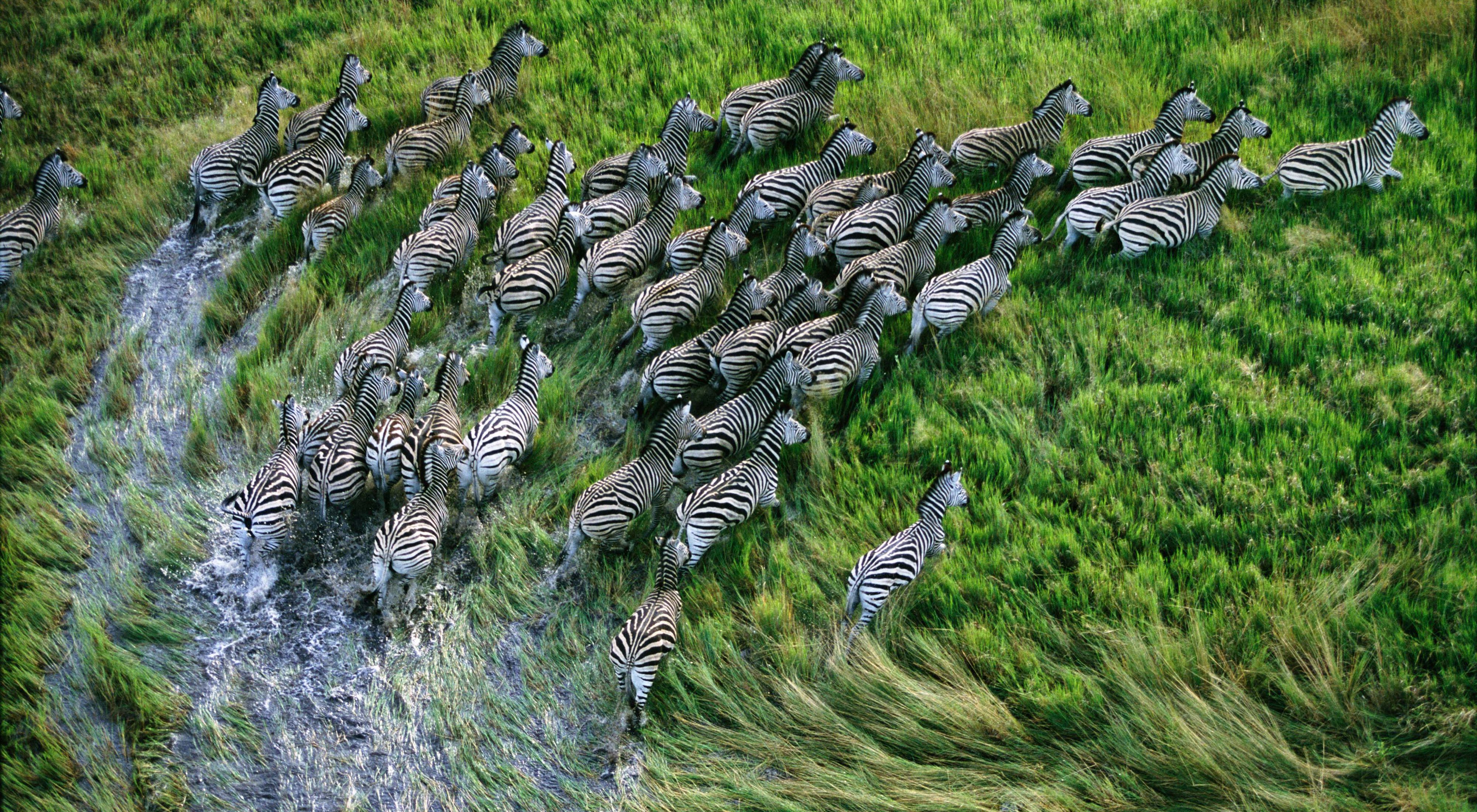 Zebras running across flooded grasslands