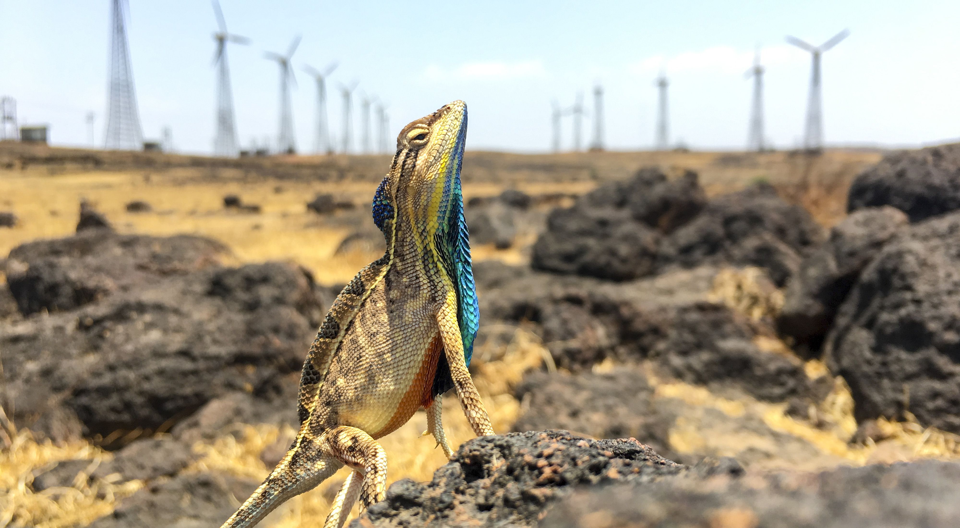 A fan-throated lizard, head held high, stands on rocks in arid desert, with wind turbines in background distance.