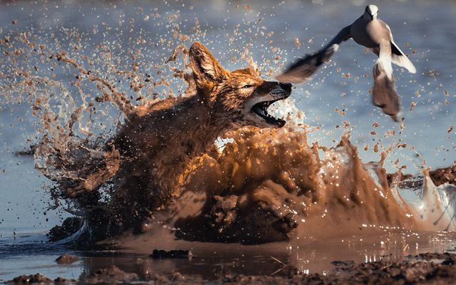 A black-backed jackal tries to catch a dove at Polentswa Waterhole, Botswana.