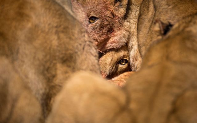 A lion pushes its way through the pride to secure park of their kill, a young kudu antelope.  Chobe National Park, Botswana