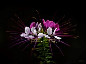 pink flower on black background