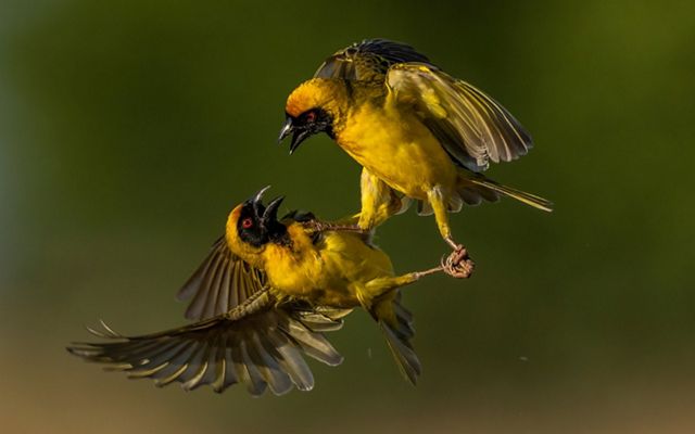 Territorial fight between weavers in Bloemfontein, South Africa.