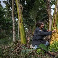Pindamonhangaba, SP, Brazil: 09/19/2018:  Maria Salete Eugênio coleta banana produzida em sistemas agroflorestais na Fazenda Nova Coruputuba.