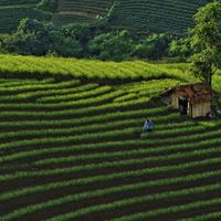 A person stands amongst rows of bright green hedges.