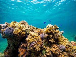 Colorful, healthy corals form a thriving reef in clear, turquoise waters in The Bahamas.