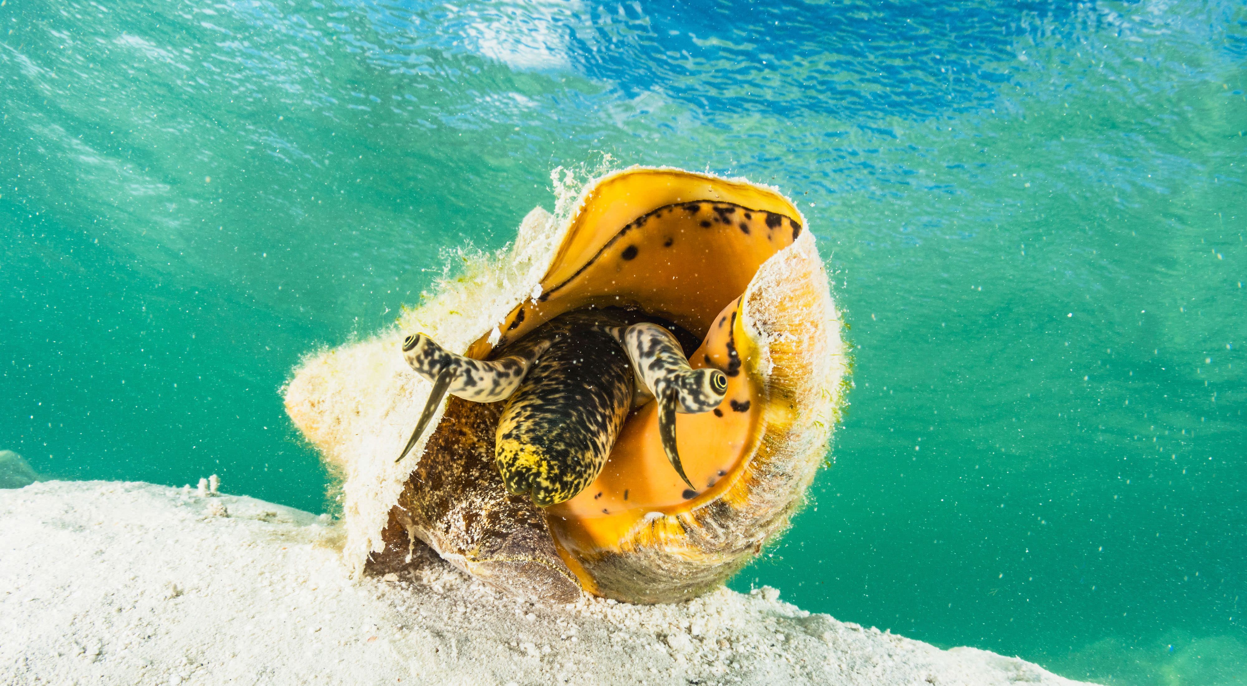 A queen conch on the ocean floor near Grand Bahama