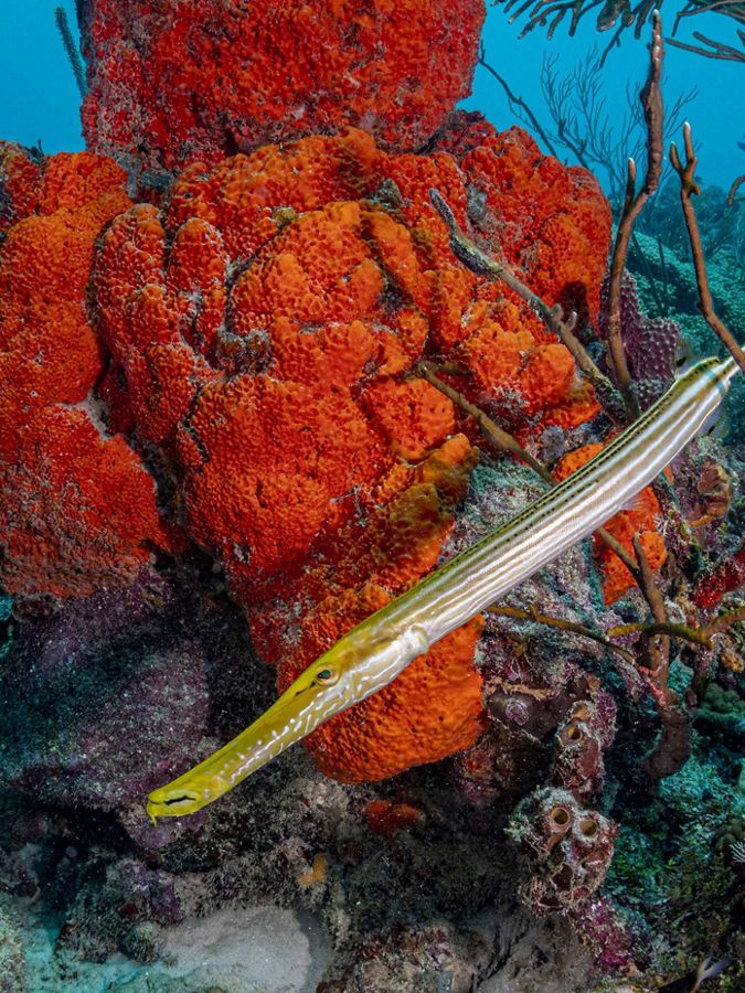 Underwater photo of a long trumpet fish swimming among 