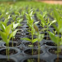 Tree saplings grow in a tree nursery.