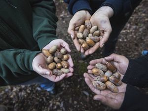 Yurok tribal members hold tanoak acorns gathered on traditional Yurok land in northern California
near the Klamath River. The acorns are a staple of the Yurok tribe's diet, which they eat in (reconstituted) powder form.