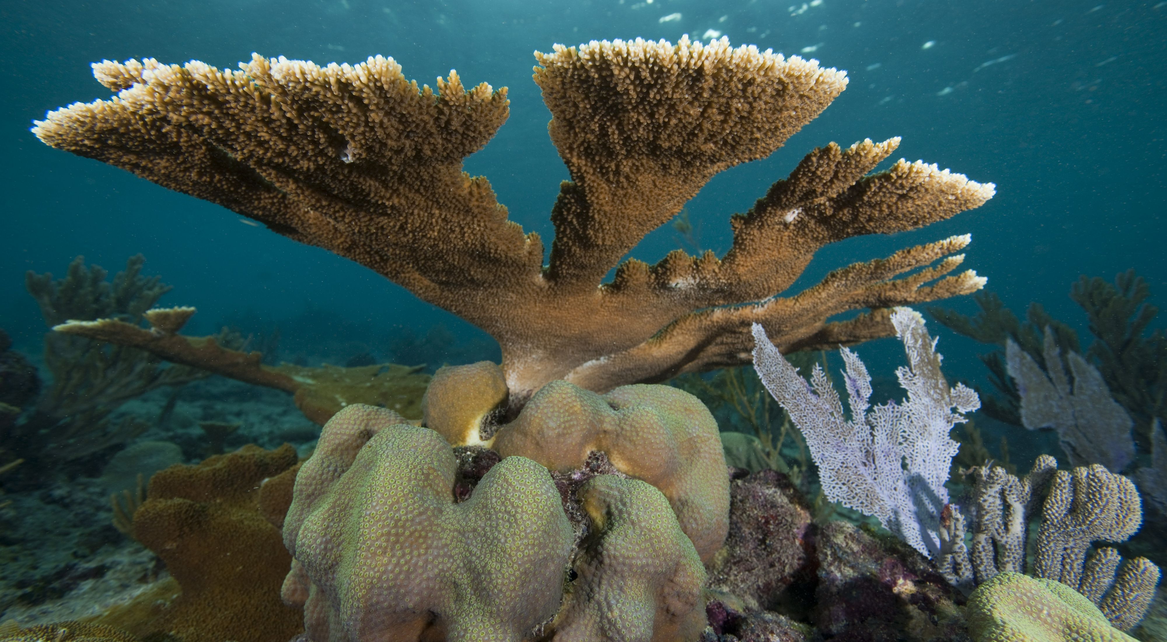 Elkhorn and boulder coral in the ocean.