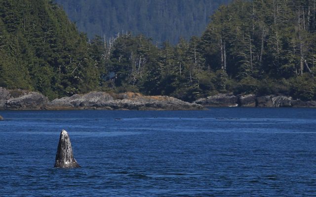 Clayoquot Sound