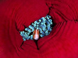 a clown fish peaking through a red anemone. 