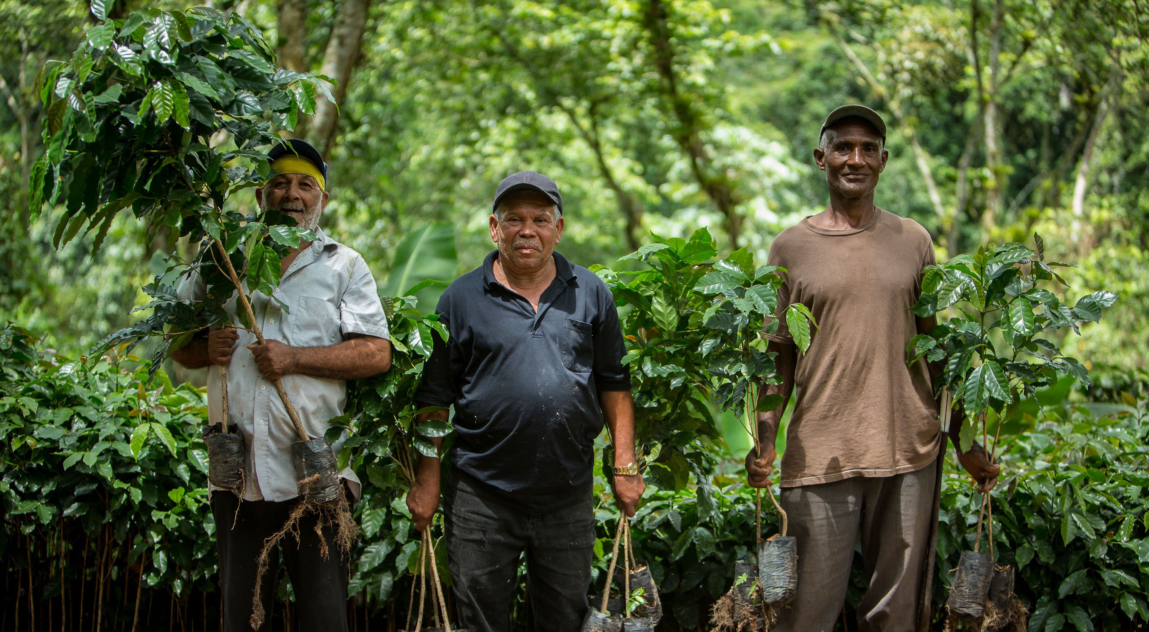 Dominican Republic coffee farmers transport new plants.