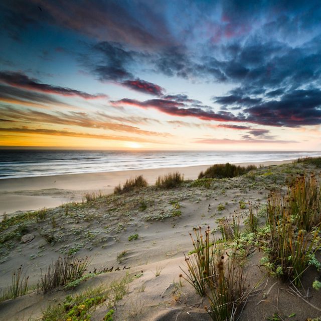 on Colun Beach in the Valdivian Coastal Reserve, Los Rios, Chile      