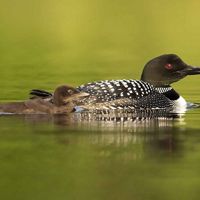 Common loon