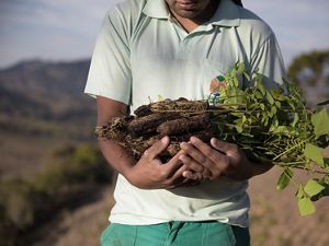 A person holds a variety of tree saplings in their arms.