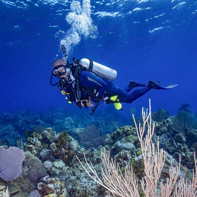 Underwater view of a TNC staff member observing a coral tree in the Bahamas.