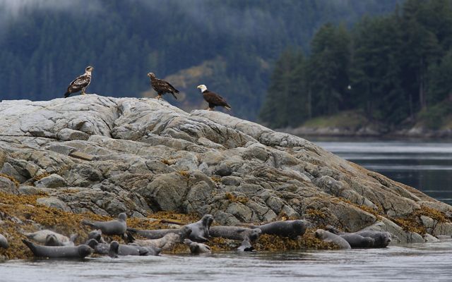 Clayoquot Sound Wildlife
