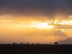 wildebeest running together
