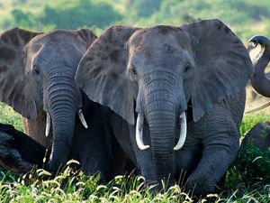 in front of Mount Kilimanjaro in Amboseli National Park, Kenya.