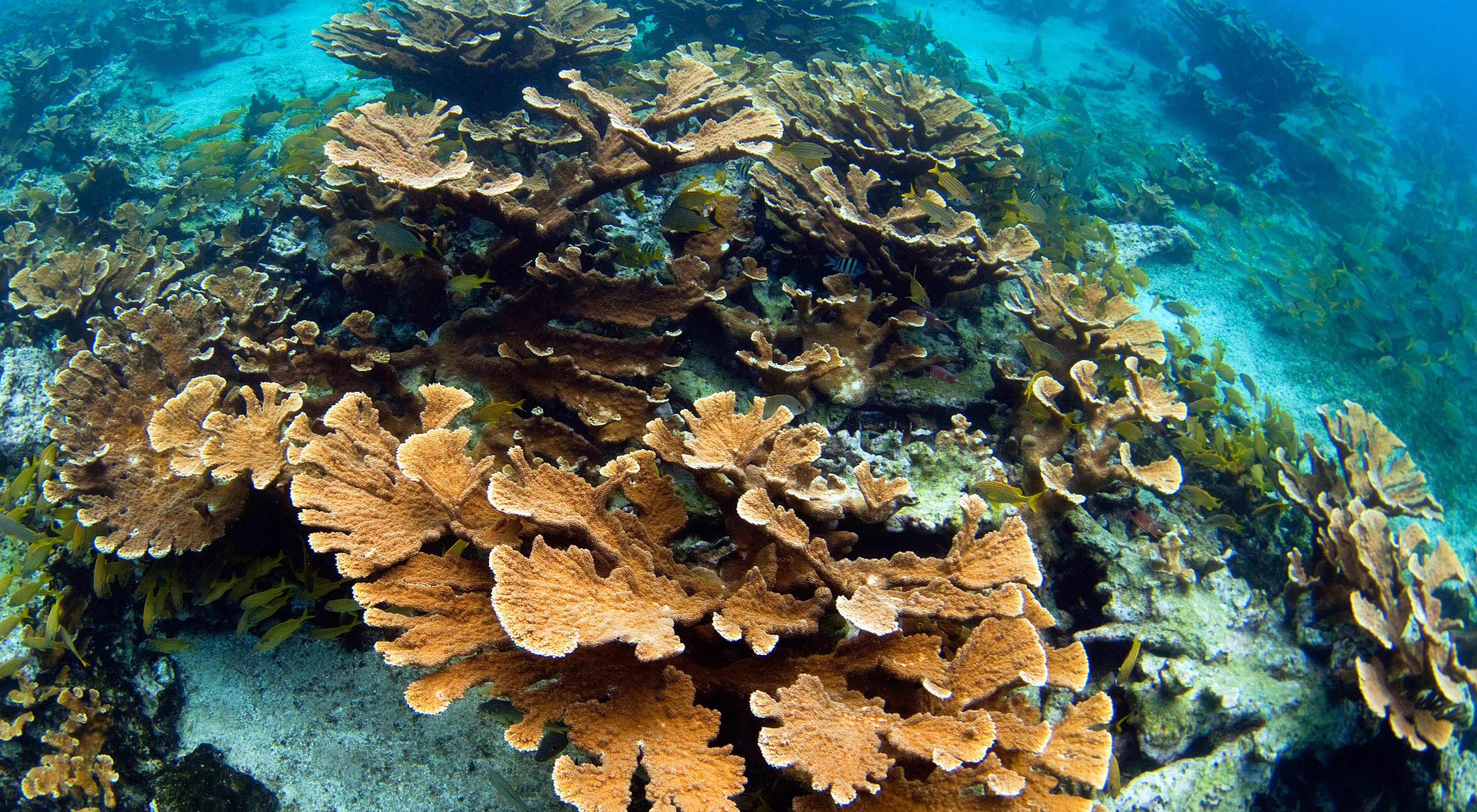 Elkhorn corals in Jardines de la Reina in Cuba