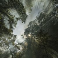 Smoke from an indigenous prescribed burn filters through the forest canopy on Yurok lands, near Weitchpec, CA in October.