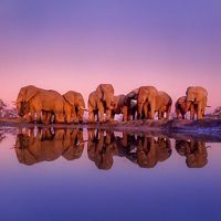 Photo of a dozen African elephants at sunset, their images reflected in a pool of water.