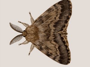 an illustration of a spongy moth.
