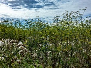 Fennel grows wild on former farmland in Norfolk, England as part of an initiative to introduce nature-based solutions at landscape-scale. 