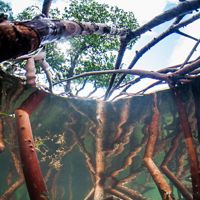 Mangrove roots grow thickly under water. A spreading green canopy is visible high above the surface of the water.
