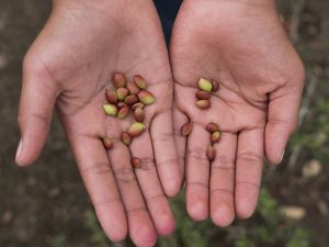Photo of two hands outstretched holding two dozen brown and green seeds.