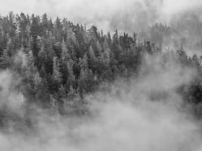 Great Bear Rainforest