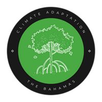 Mangrove showing nature based solution for climate adaptation