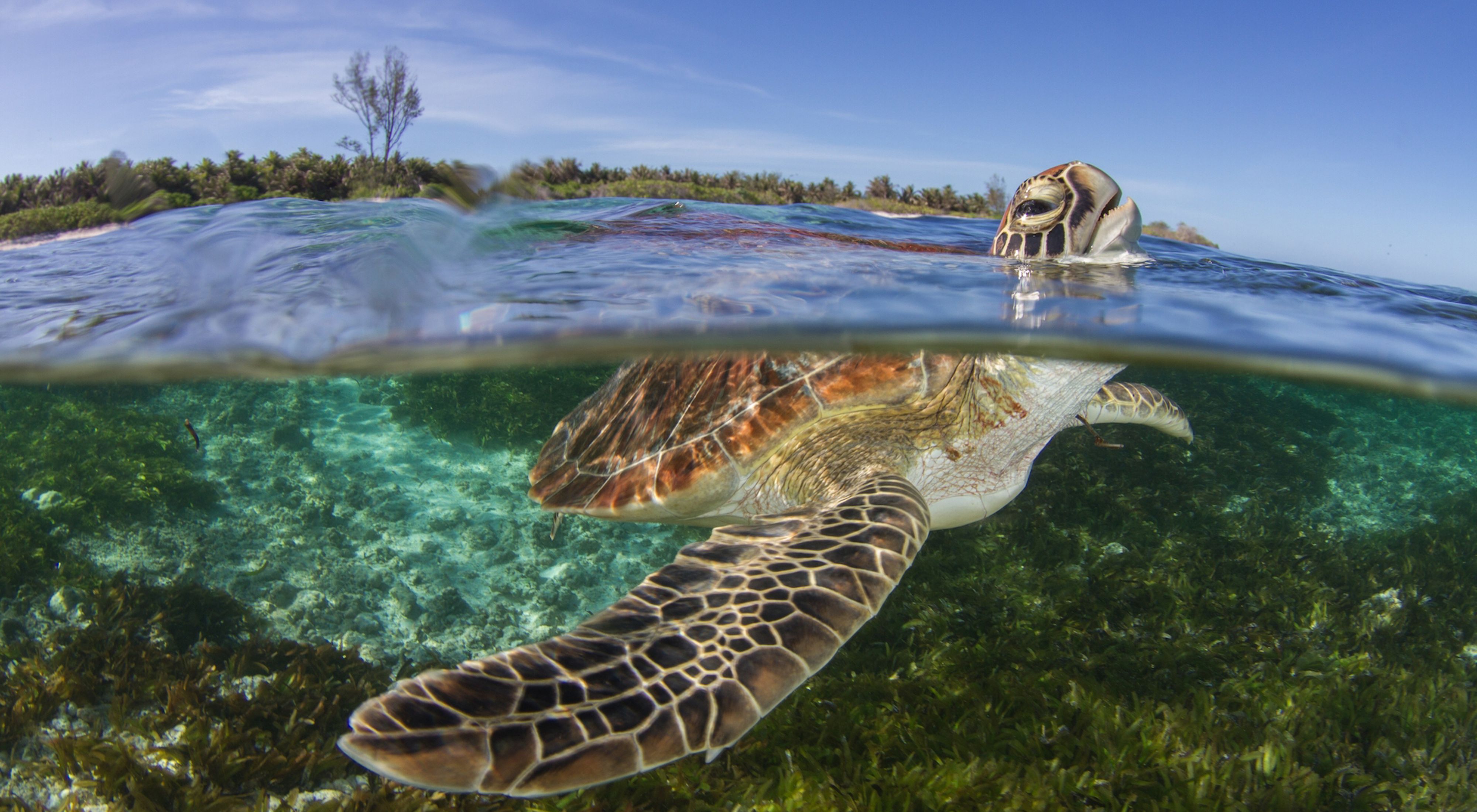 A young green turtle surfaces for a breath of air in the Seychelles.