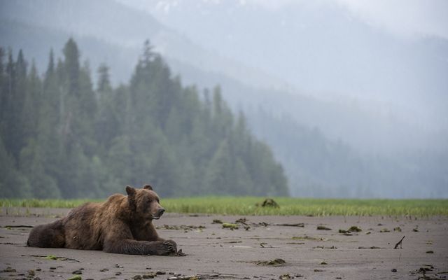 Grizzly Bear