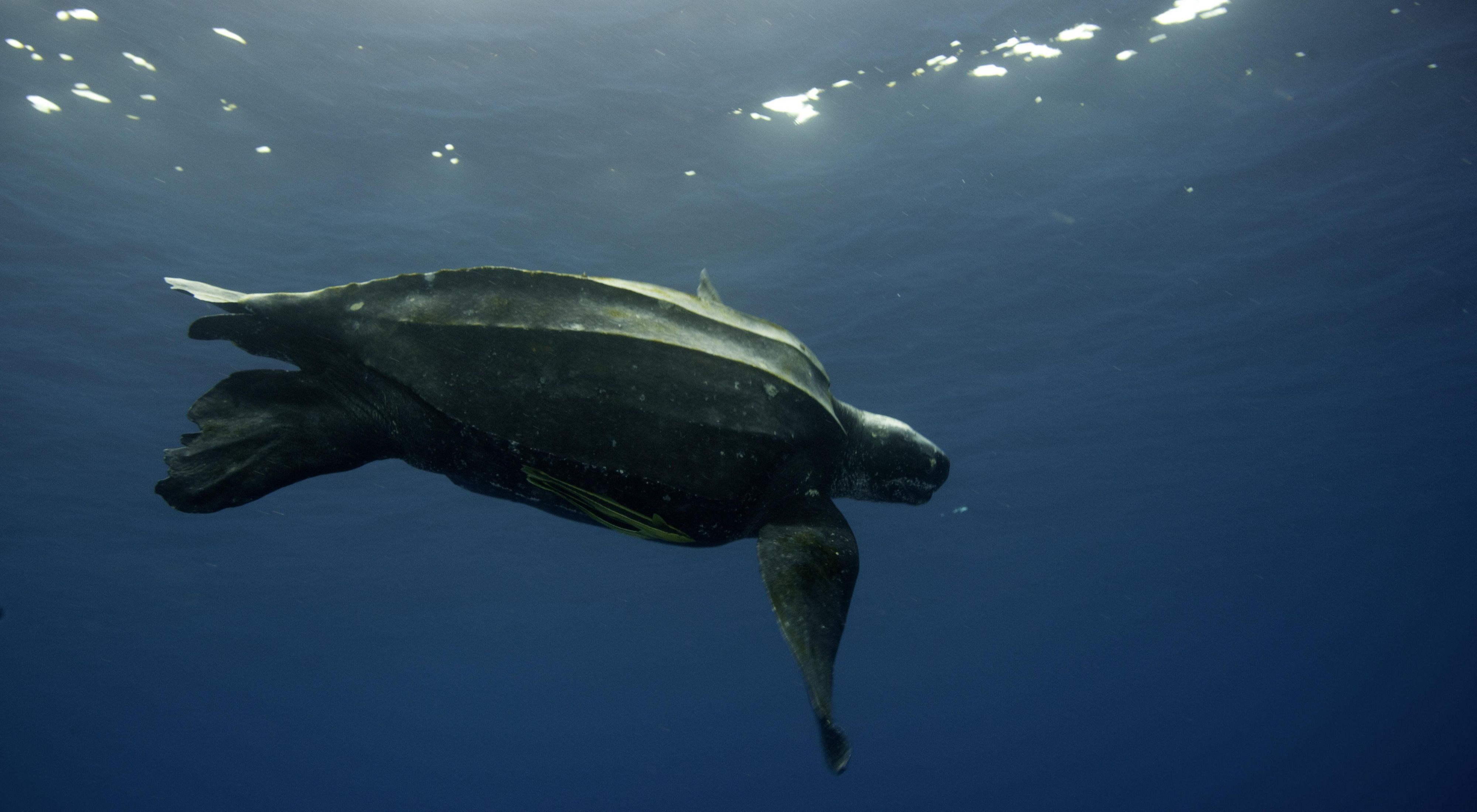 Leatherback turtle swimming in the ocean.