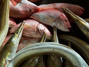 lie on the floor of the Brondong Fish market in Brondong, Lamongan, East Java, Indonesia.