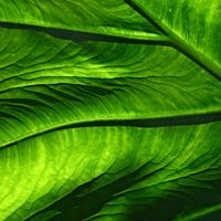 Macro view of a leaf.