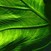 Macro view of a leaf.