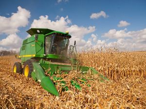 A large green combine harvesting dry cornstalks.