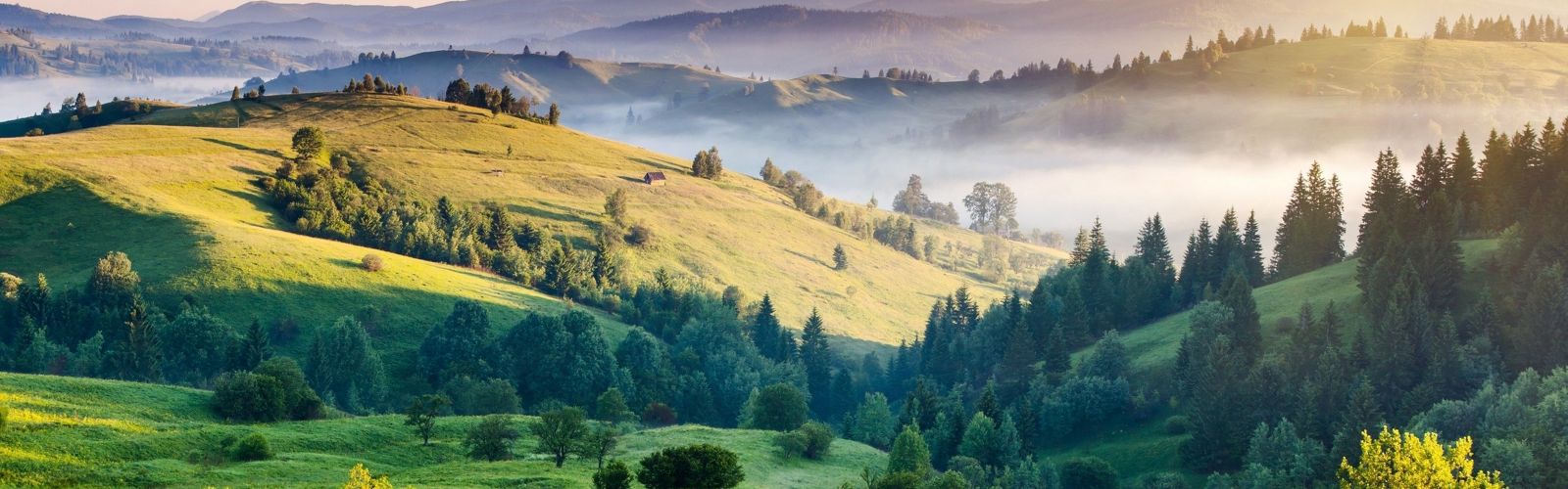 Fog settles in the valleys formed by green rolling hills in India.
