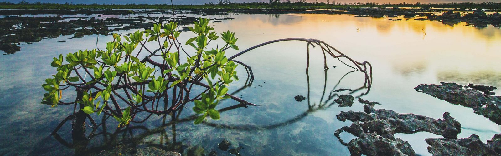 Water-level view of a short mangrove growing out of a wide body of water.