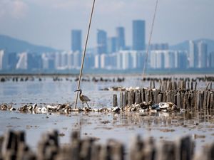 are ideal substrate for new oysters to  grow on and form into new reefs.