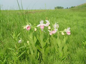 Showy lady's slippers in bloom.