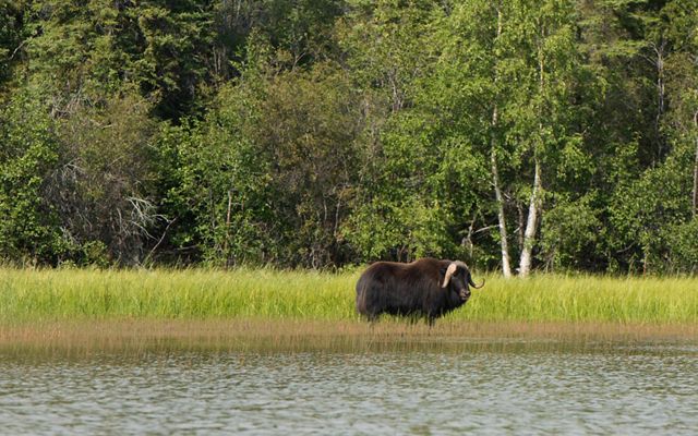 muskox in wetland near forest at thaidene nene national park in canada's northwest territories