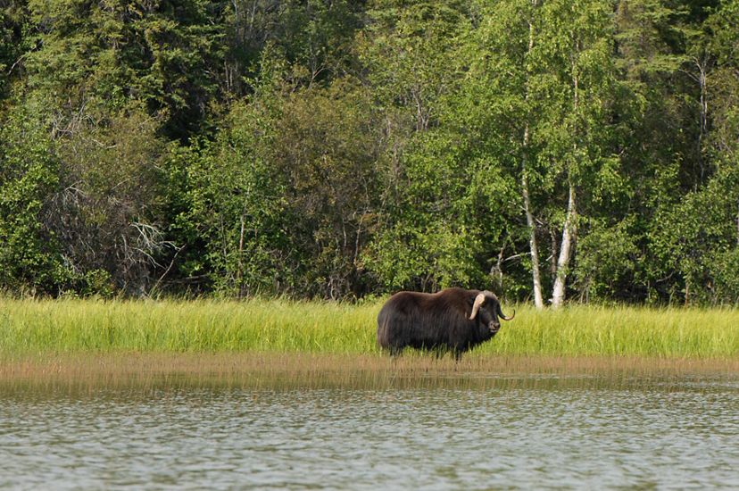 muskox in wetland near forest at thaidene nene national park in canada's northwest territories