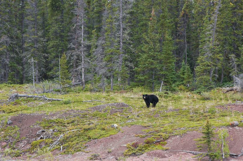 black bear in a forest clearing in thaidene nene national park in canada's northwest territories