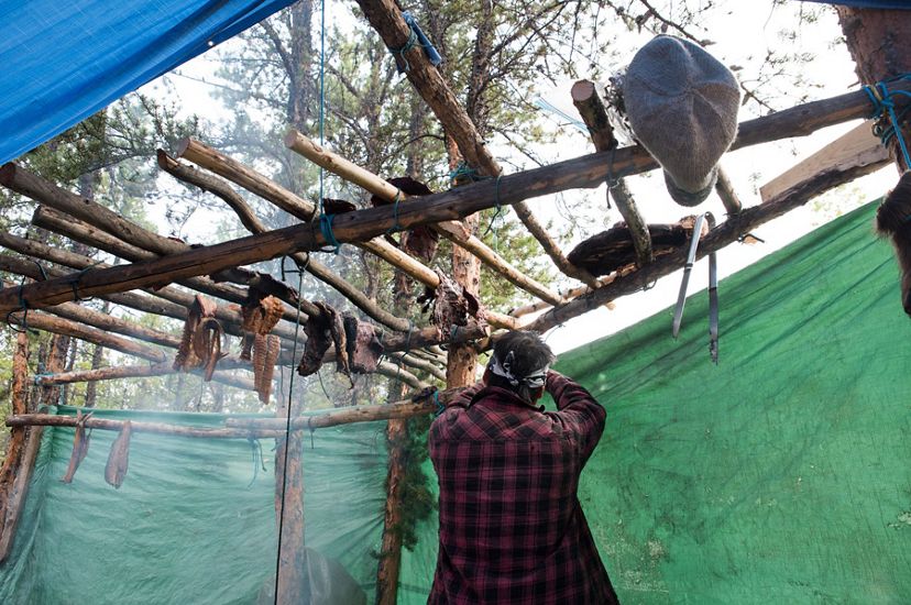 first nation man smokes and dries caribou outside on wooden poles in the northwest territories
