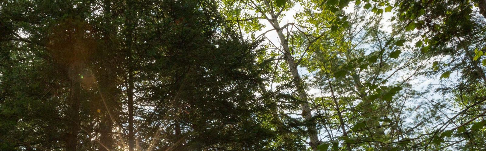 Sunlight shines through a forest. 