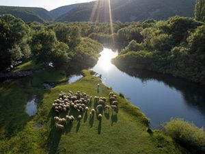 Sheep graze on a green lush riverbank surrounded by forested hills on a sunny day.